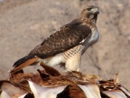 Watch for red-tailed hawks on the look out for prey in Death Valley National Park.Photo by Gerry Wolfe
